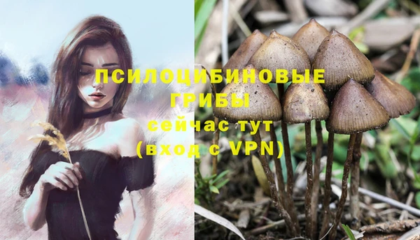 стафф Дмитров